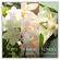 877794---Perfume-Eau-De-Toilette-Chanson-Deau-Jasmine-100ml_0001_3616305629395_99_4_1200_72_RGB.png