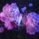 image-27645193702645e98754c96259dd8be0