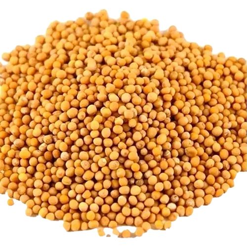 Semente de Mostarda Amarela para Acupuntura Auricular 50g Semente de Mostarda Amarela para Acupuntura Auricular 50g