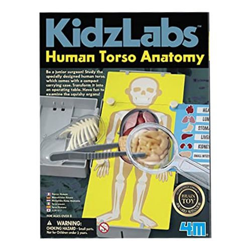 Anatomia do Torso Humano - 4M