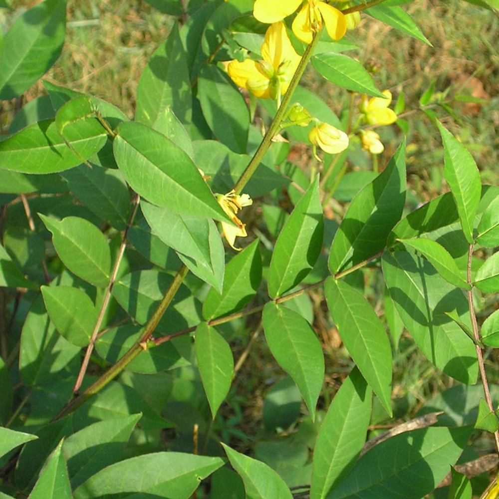 Chá de Fedegoso Misto - Cassia occidentalis L. 100g - Drogaria Sao Paulo