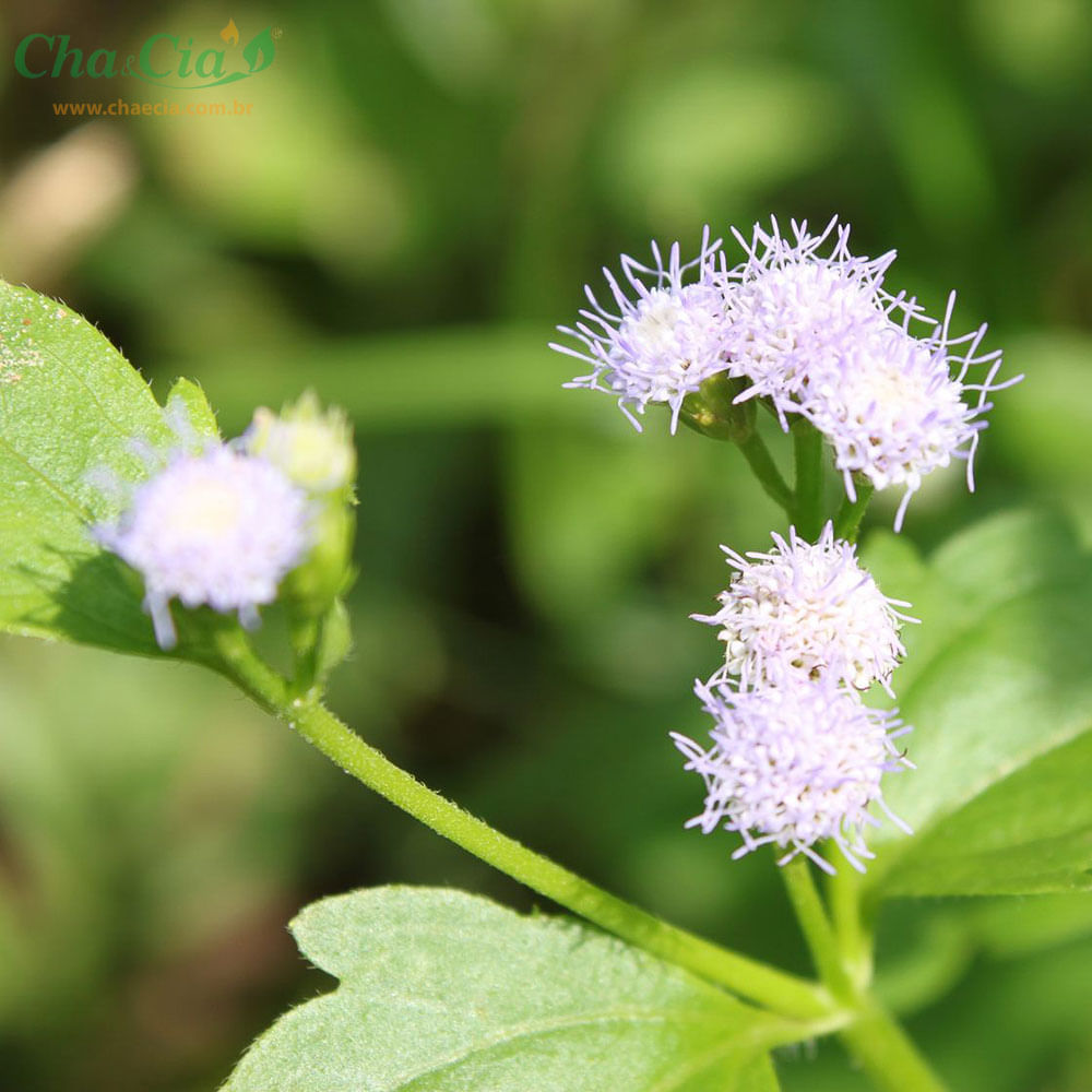 Chá De Erva De São João Mentrasto Ageratum Conyzoides L 100g Drogaria Sao Paulo 4848